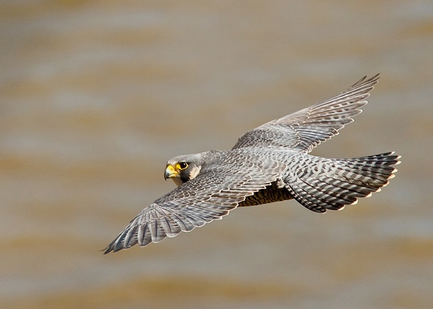 Peregrine Falcon by Herb Houghton
