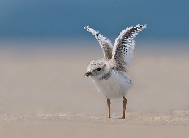 Piping Plover by Ken Lee