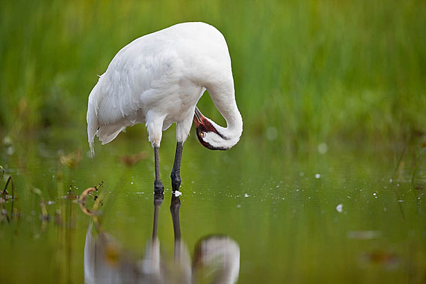 Whooping Crane by Don Kates