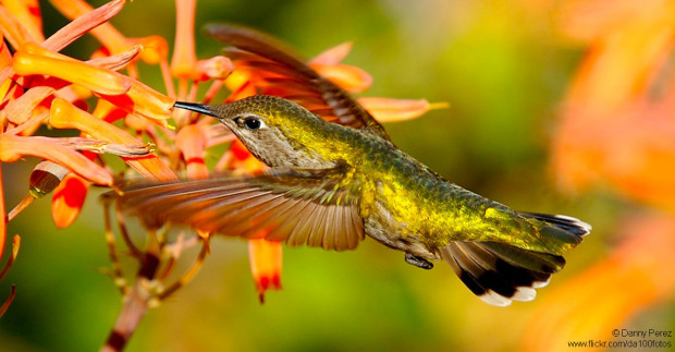 Hovering Hummingbird Drinks from Flower