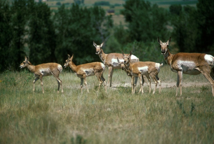 Pronghorn antelope and other western wildlife will benefit from rules that will ensure rivers and streams are not dewatered by coal mining. Photo: US Fish and Wildlife Service