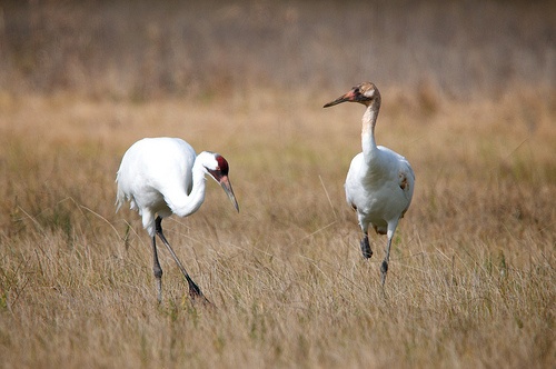Whooping cranes roam fields and wetlands for food