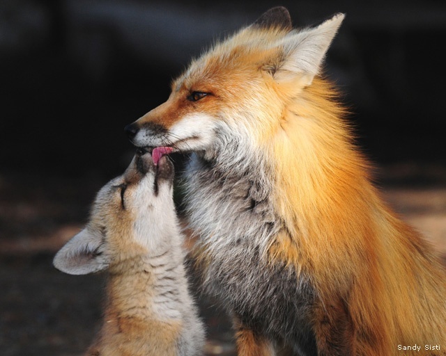 Red fox father and kit; Pahaska, Wyoming