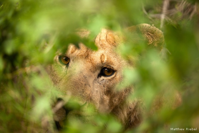 Female lion, Serengeti National Park, Tanzania