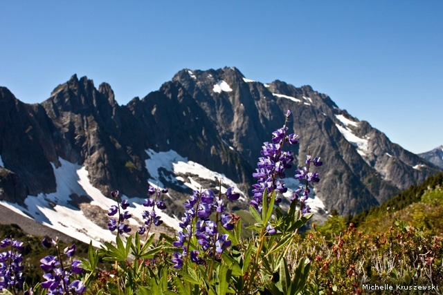 Lupine and other wildflowers, North Cascades National Park