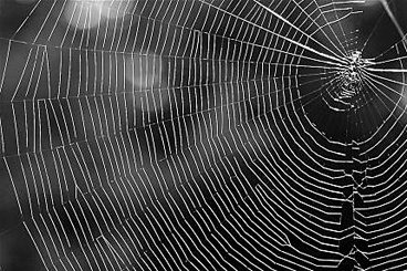 Spider web in Oregon by Vincent Varnas