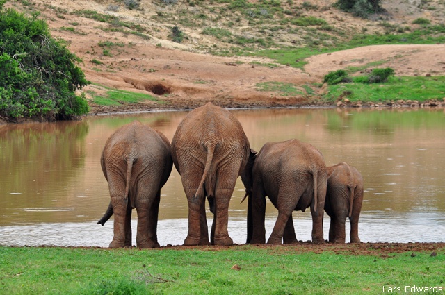 Elephants in Addo Elephant National Park, South Africa