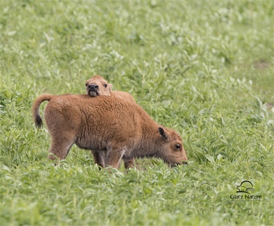 Bison calves by Glatz Nature Photography
