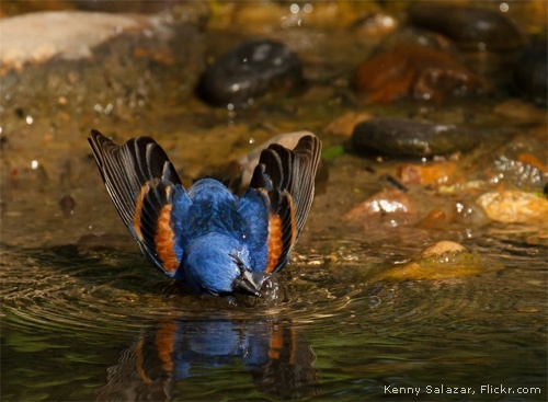 Blue Grosbeak by Flickr member Kenny Salazar