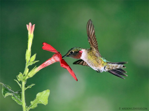 Male ruby-throated hummingbird by Flickr member SX3shooter