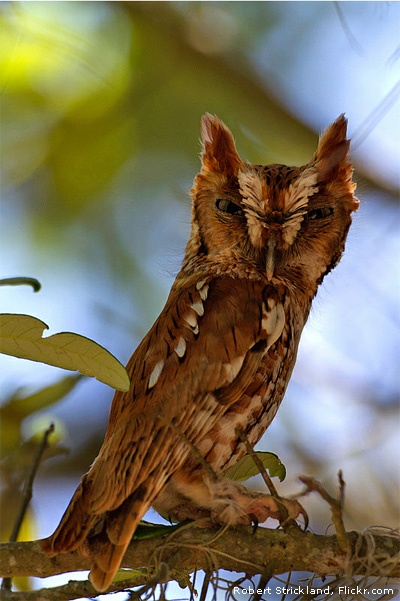 Screech owl by Flickr member Robert Strickland