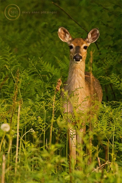 White-tailed deer by Flickr member maryanne.pfitz