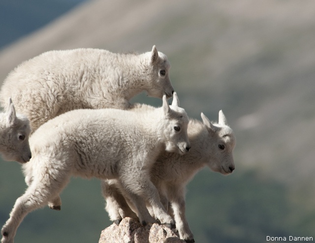 Mountain goat kids; Arapaho National Forest, Colorado