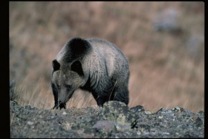 Grizzly Bear (Photo by U. S. Fish and Wildlife Service)