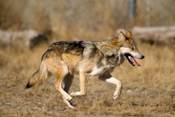Mexican Gray Wolf. Photo by Jim Clark/US FWS. 