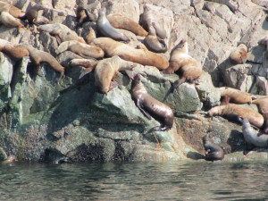 Large group of sea lions hauled out on rocks. Two braying at each other in foreground.