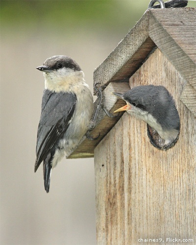 Pygmy nuthatches by chaines9 on Flickr.com