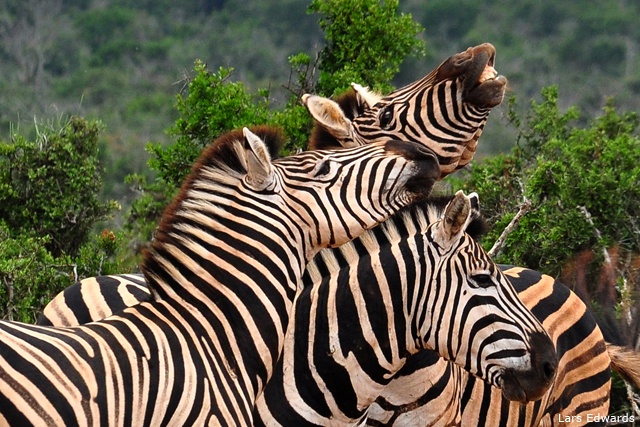 Zebras, Addo Elephant National Park, South Africa