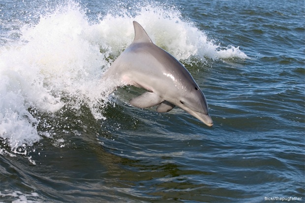 Dolphin Jumping in the Waves