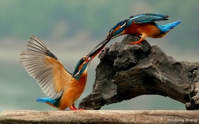 Common kingfisher pair, Szutsao Wildlife Refuge, Taiwan