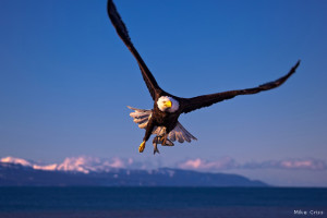 Bald eagle, Homer, Alaska