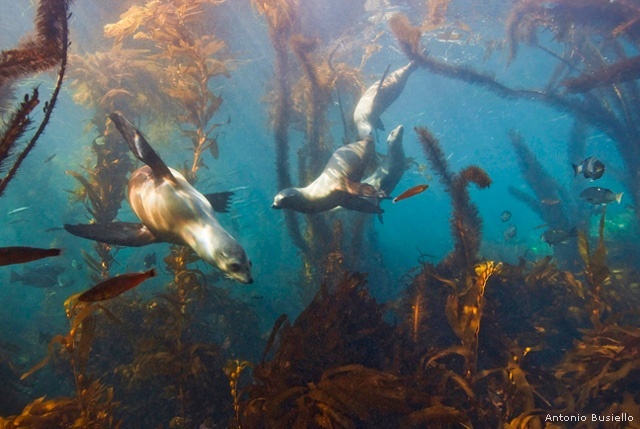 Sea lions, Santa Cruz Island, California