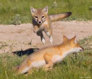 Swift foxes playing at Pawnee National Grasslands, Colorado