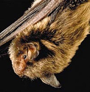 Indiana bat, NWF, batman, white-nose syndrome