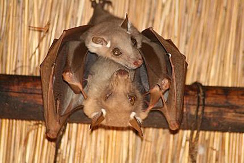 fruit bat, flying fox, batman, bats, NWF
