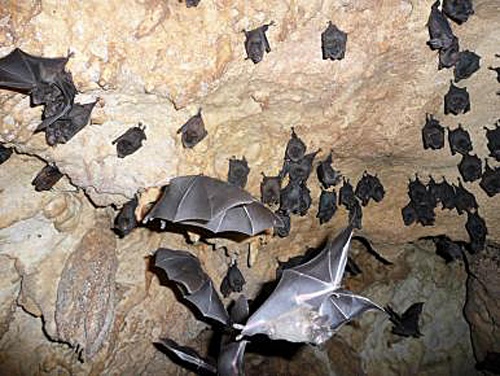 bat cave, Panama, National Wildlife Photo Contest, NWF, National Wildlife Federation