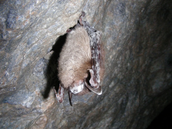 FWS, US Fish and Wildlife Service, little brown bat, white-nose syndrome