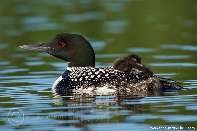 Common loon and chick