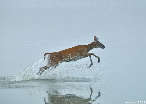 White-tailed doe crossing a lake