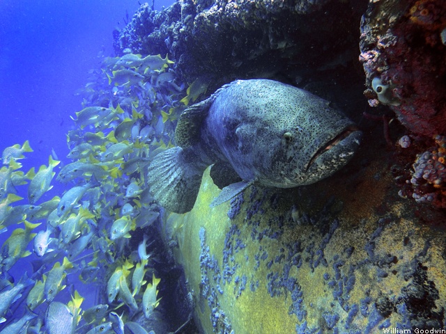 Goliath grouper, Key Largo, Florida