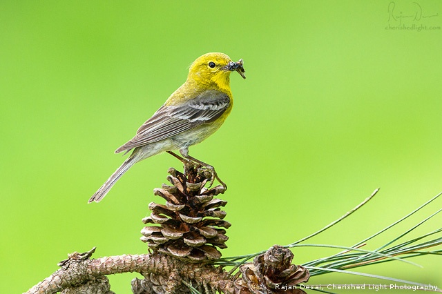 Pine warbler perching on a pine cone