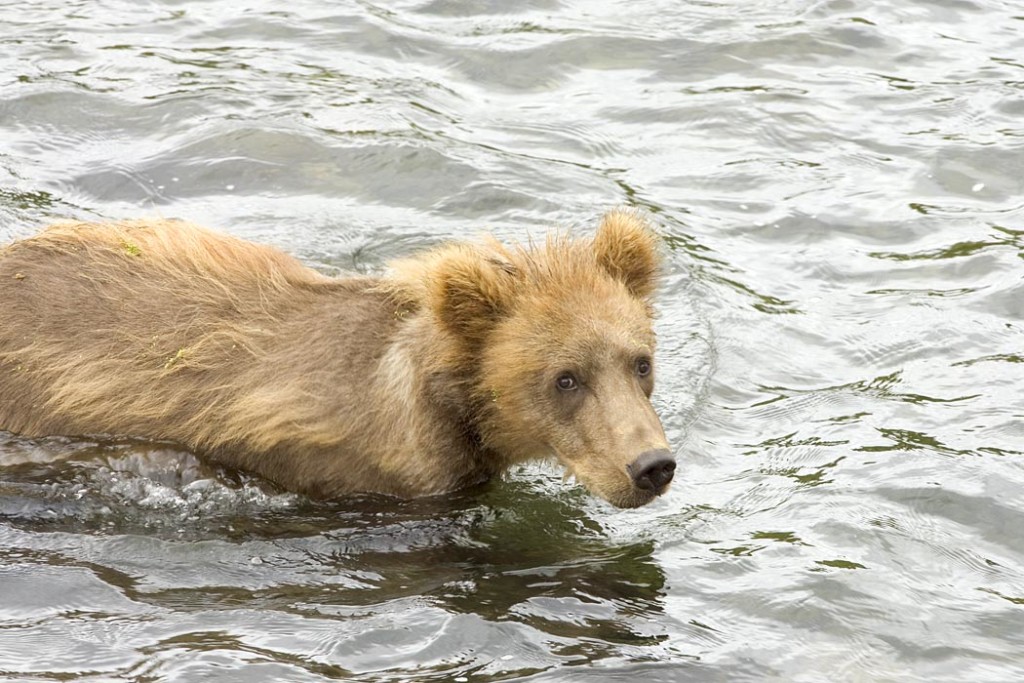 You Ask, We Answer: Why Pebble Mine is Bad News - The National Wildlife ...