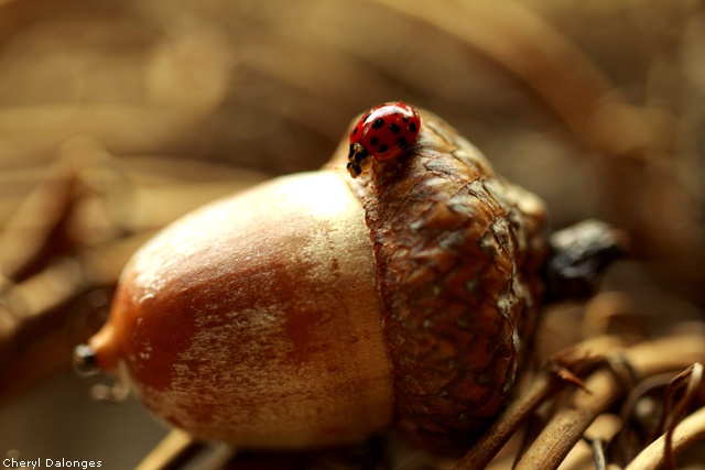 Ladybug on acorn
