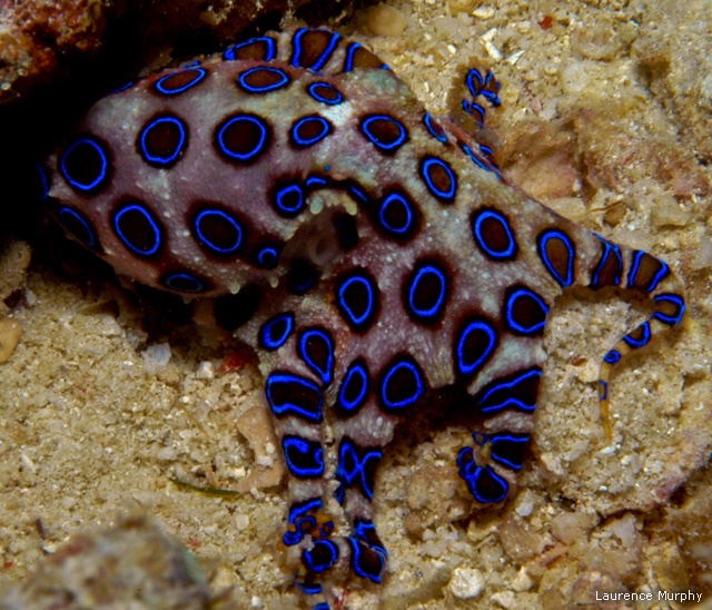 Blue-ringed octopus, Borneo