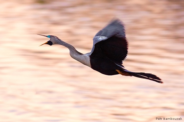 Anhinga in flight, Viera Wetlands, Florida