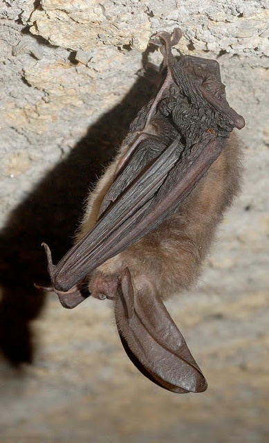 big-eared bat, NWF, national wildlife federation, nwf, hike & seek, bats