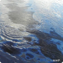 Oil from a failed Enbridge pipeline fouls the Kalamazoo River in Michigan. Photo from NWF