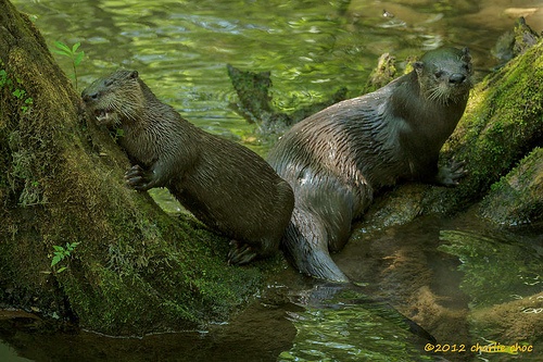 River otters, Great Smoky Mountains National Park