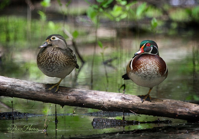 Wood duck pair