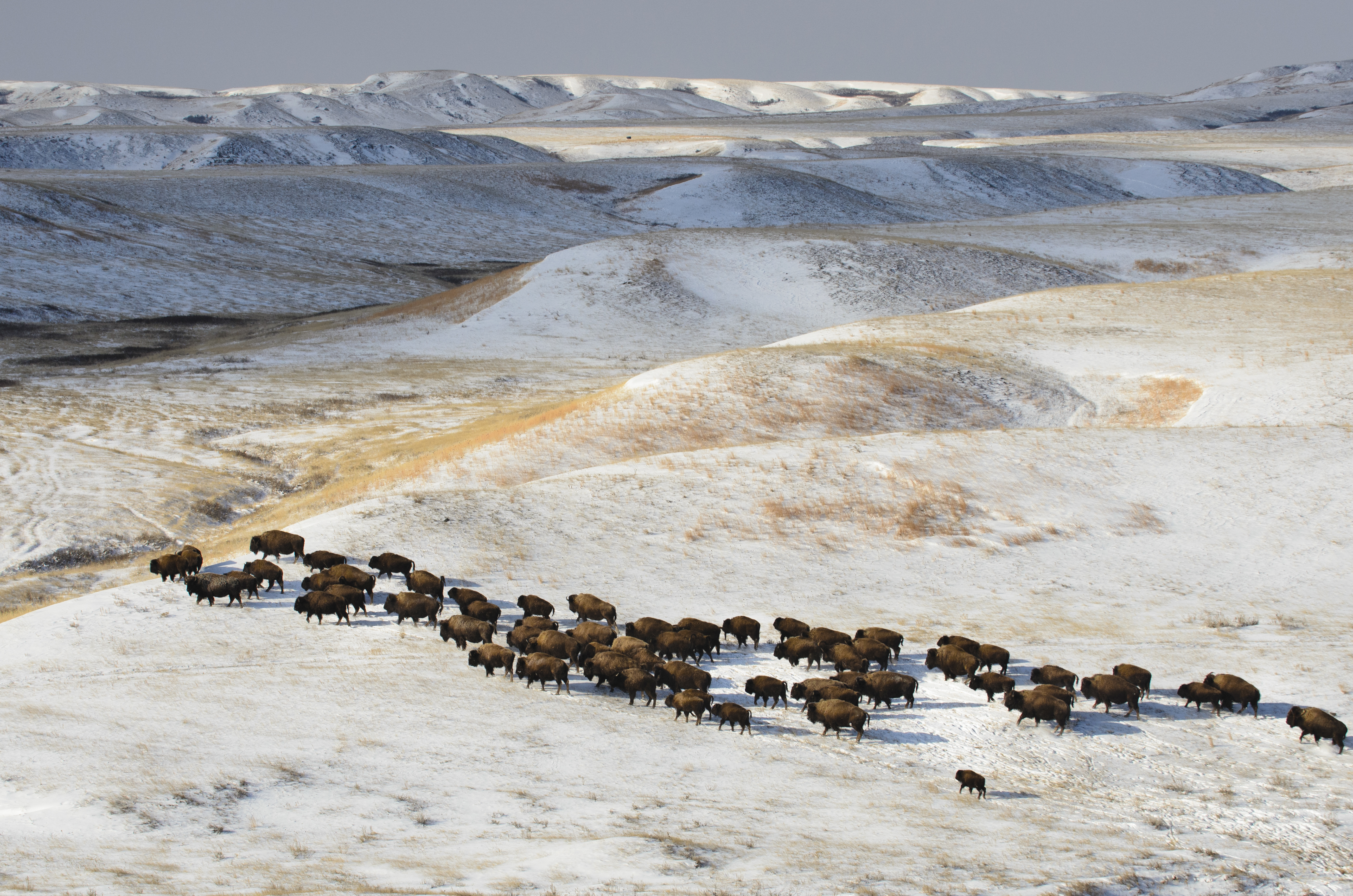 Yellowstone bison return to Fort Peck Reservation in Montana