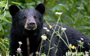 Black bears across the country are going hungry as extreme heat and drought decrease their food supply.