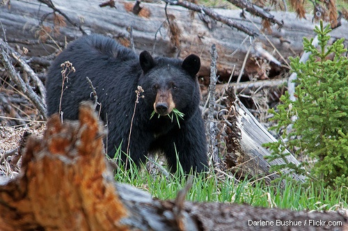 Black bear at Devil's Den, Wyoming