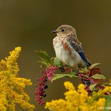Juvenile eastern bluebird