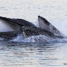 Humpback whales feeding