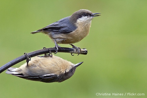 Pygmy nuthatches