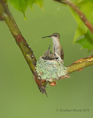 Ruby-throated hummingbird nest